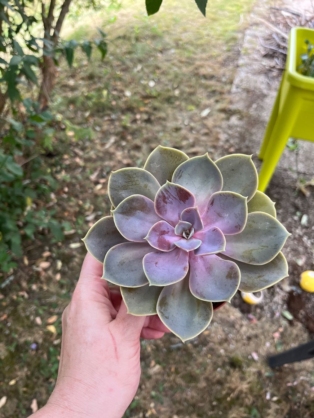 Pflanzen & Samen: Belle echeveria – Gebraucht aus Porrentruy von Madamebovary 2