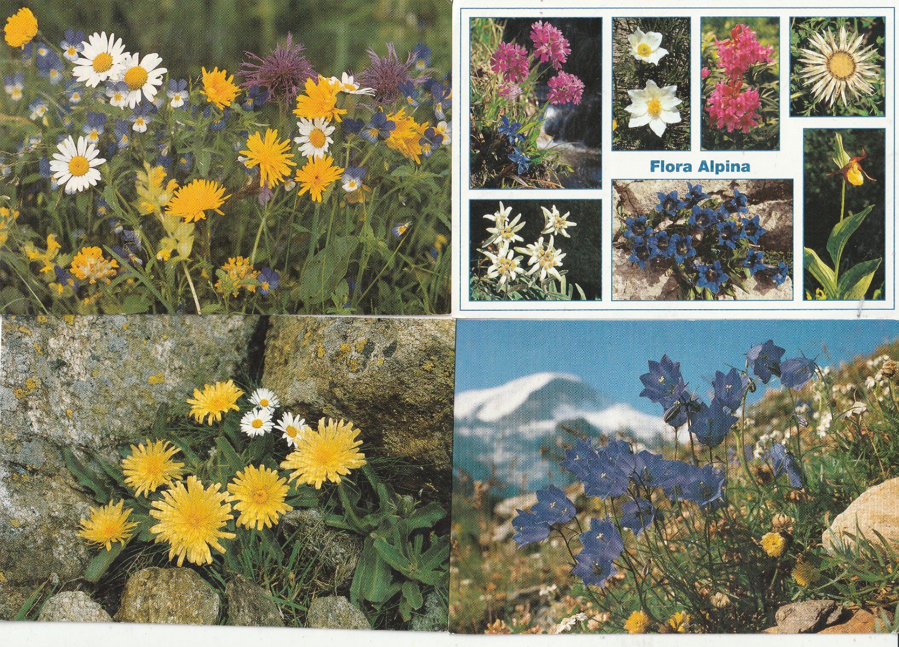 Cartes postales: 40 Diverse Blumenkarten – D'occasion à Lumbrein par made02 5
