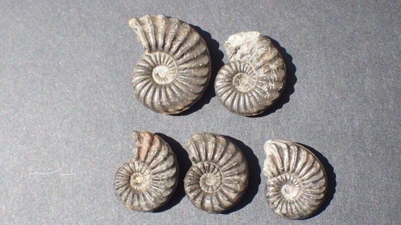 Fossiles: 5 Pyrit Ammoniten Frankreich – D'occasion à Rickenbach BL par Oktober68 6