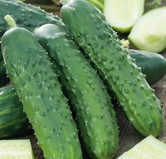 Piante & sementi: GURKE Marietta / 4 Samen – Nuovo (secondo la descrizione) da Hinteregg venduto da ERFOLG78