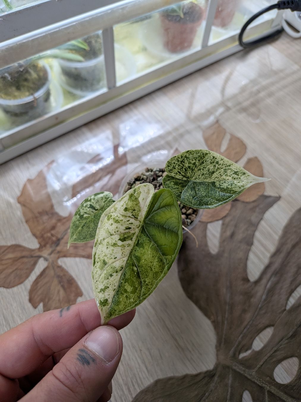 Piante & sementi: Alocasia Dragon scale mint – Usato da Genève venduto da Venellah 1