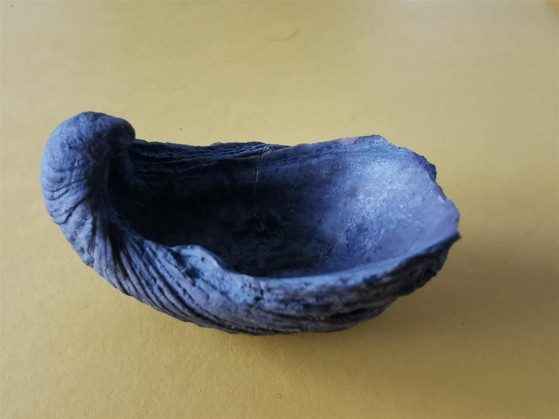 Fossili: Gryphaea arcuata als Geschenk – Usato da Olten venduto da smiples 5