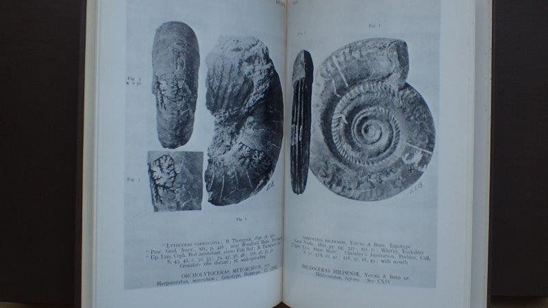 Libri: Type Ammonites von S.S, Buckman – Usato da Rickenbach BL venduto da Oktober68 9