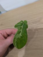 RARE Philodendron Florida Beauty Steckling mit Wurzeln