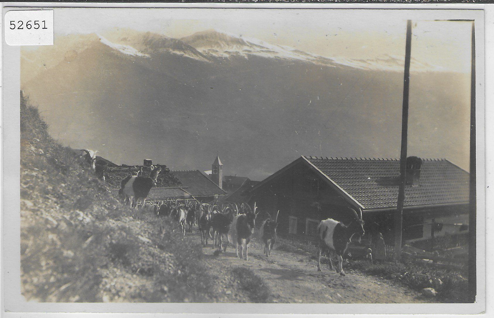 Cartoline postali: Tschiertschen - Ziegenherde – Usato da Ettingen venduto da Kartenplanet