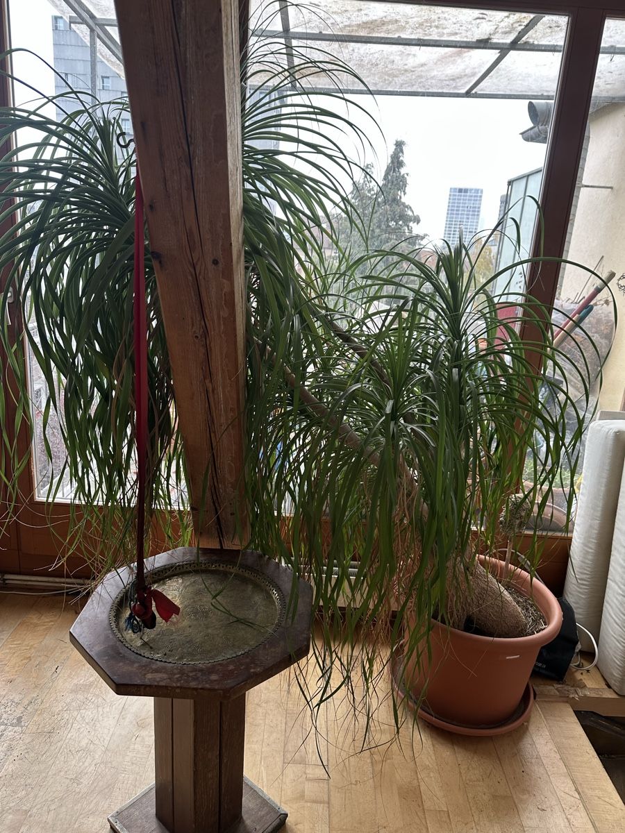 Grosser Elefantenfuss, Zimmerpflanze, Hhe 170cm, Top! (Gebraucht) in Basel  fr CHF 73  nur Abholung auf Ricardo kaufen