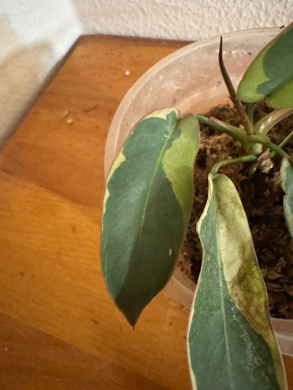 Plantes & graines: Philodendron Atabapoense variegata – D'occasion à Männedorf par mrclst 4