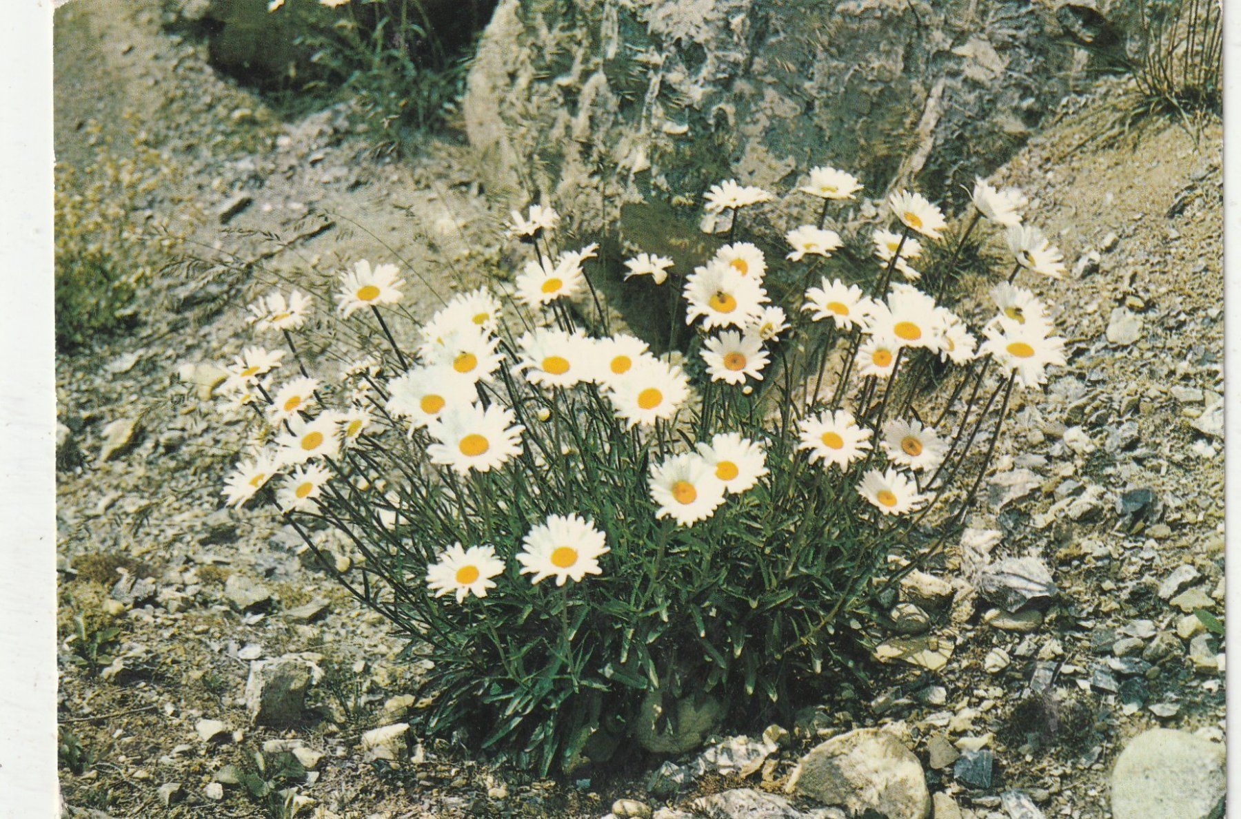 Ansichtskarten: 10  SchöneBlumenkarten – Gebraucht aus Lumbrein von made02 7