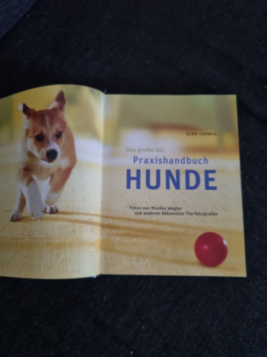 Bücher: GU PraxisHandbuch Hunde, Ratgeber, Occasion – Gebraucht aus Bern von Olgas_Welt 1