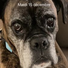 Profile image of Godille