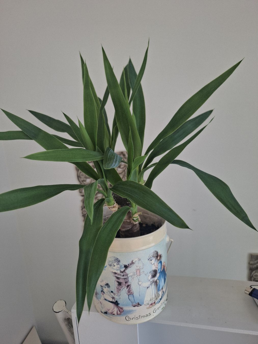 Pflanzen & Samen: Yucca-Palme – Gebraucht aus Lausen von Devin- 1