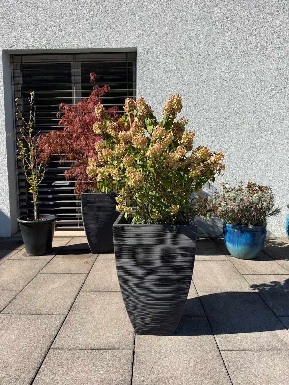 Piante & sementi: Waldhortensie – Usato da Root venduto da calmchris 4