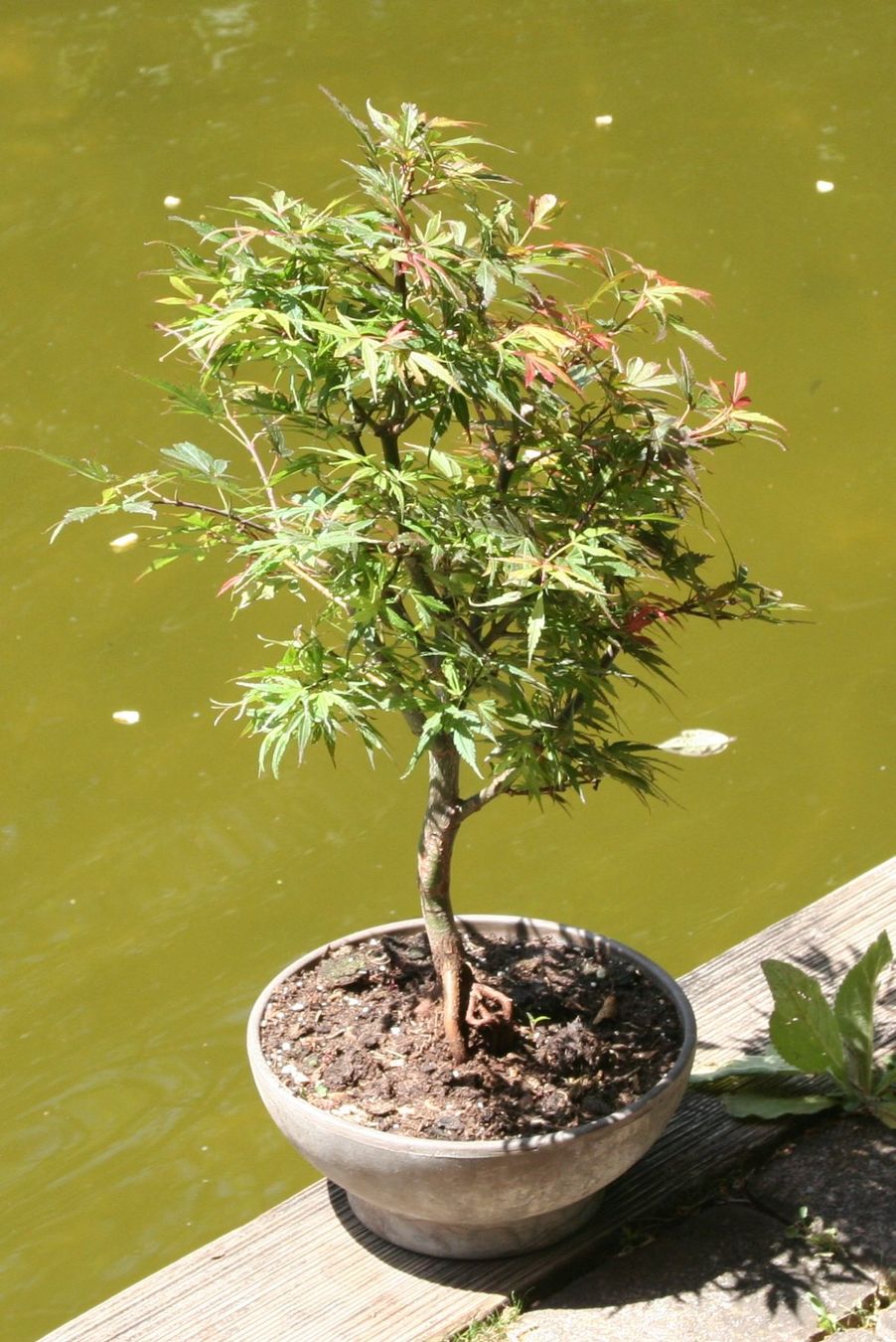 schere fr bonsai Lange Bonsai-Schere  Japanischer Edelstahl fr ein Leben lang  Suwada1926
