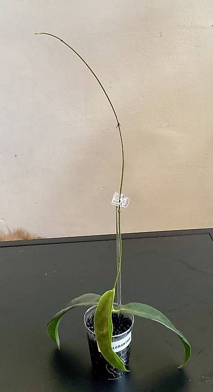 Plantes & graines: Hoya chlorantha – Neuf avec emballage d'origine à Schönholzerswilen par Leavylounge