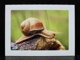 MIGROS MANIA Nature Detectives Nr. 39