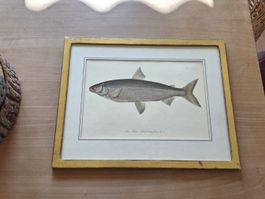 Gerahmte Vintage Fischillustration „La Fera“ Bodenseefelche