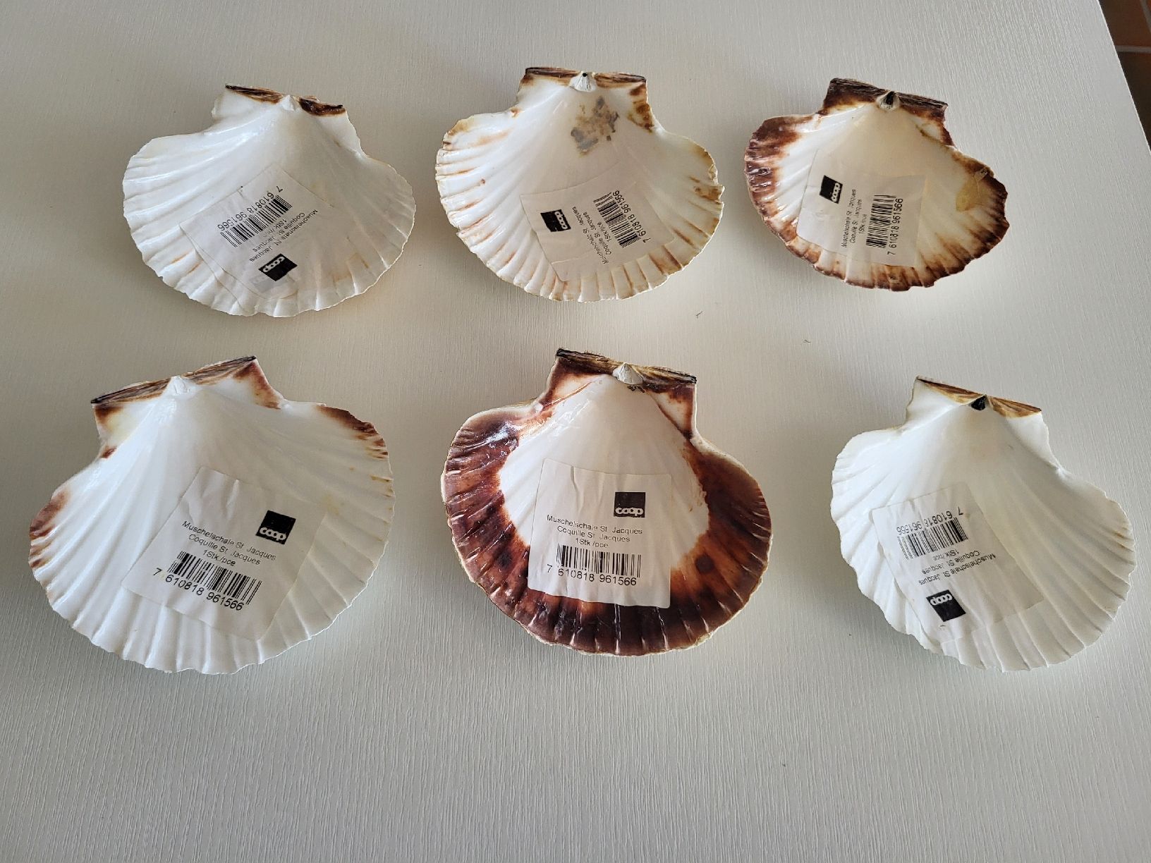 Tutte le decorazioni: Set 6 stk Muschelschale St Jacques – Usato da Suhr venduto da lul_87gh 1