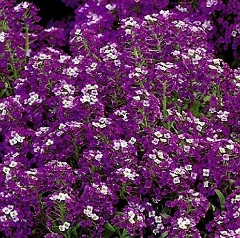 Pflanzen & Samen: 50 SAMEN STEINKRAUT ALYSSUM "VIOLET QUEEN" – Neu und originalverpackt aus Rovio von POSITIFFARTandPLANTS 5