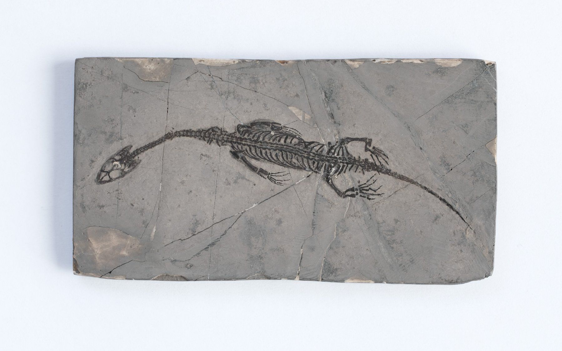 Fossili: Schwimmsaurierer - Keichousaurus hui - Nothosaurus - China – Usato da Heiden venduto da mats10