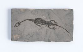 Schwimmsaurierer - Keichousaurus hui - Nothosaurus - China