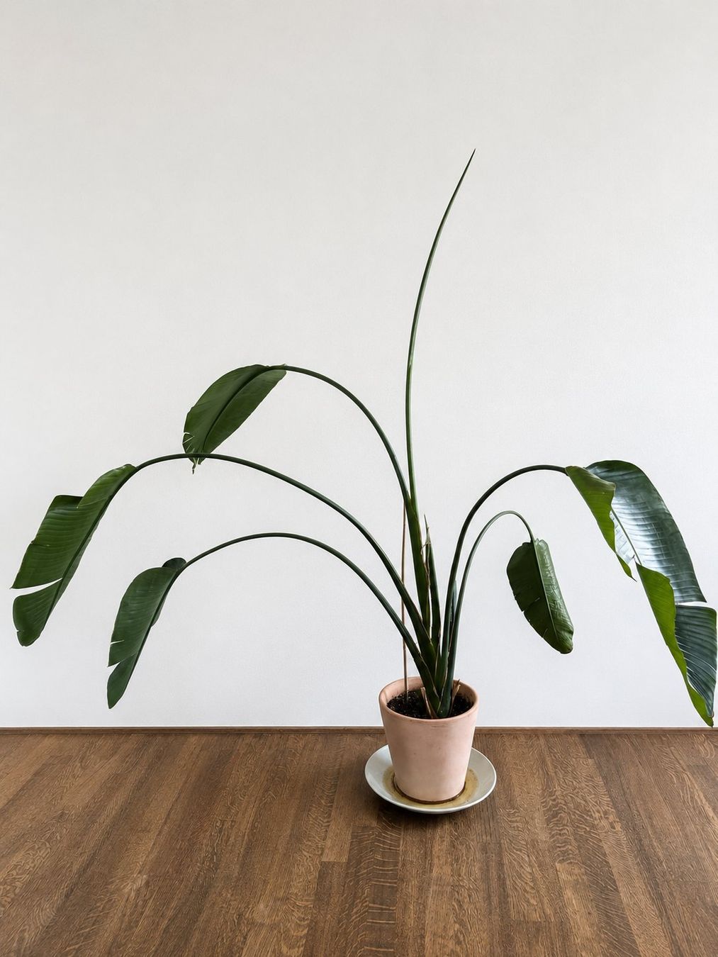 Plantes & graines: Strelizie – D'occasion à Zürich par yinauen