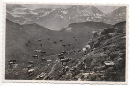Pâturage au SIMPLON - Landwirtschaft - Hirte mit Kühen