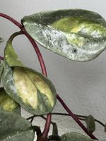 Hoya carnosa 'argentea princess'! RARITÄT! 🦄🦄🦄