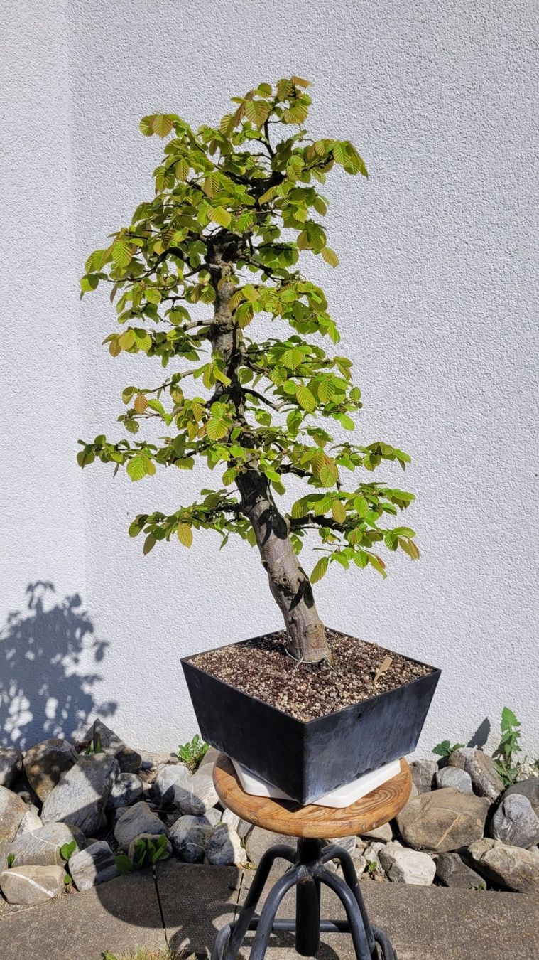 Piante & sementi: Hainbuche (Pre) Bonsai – Nuovo (secondo la descrizione) da Fehraltorf venduto da 100_Konzert