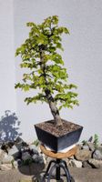 Hainbuche (Pre) Bonsai