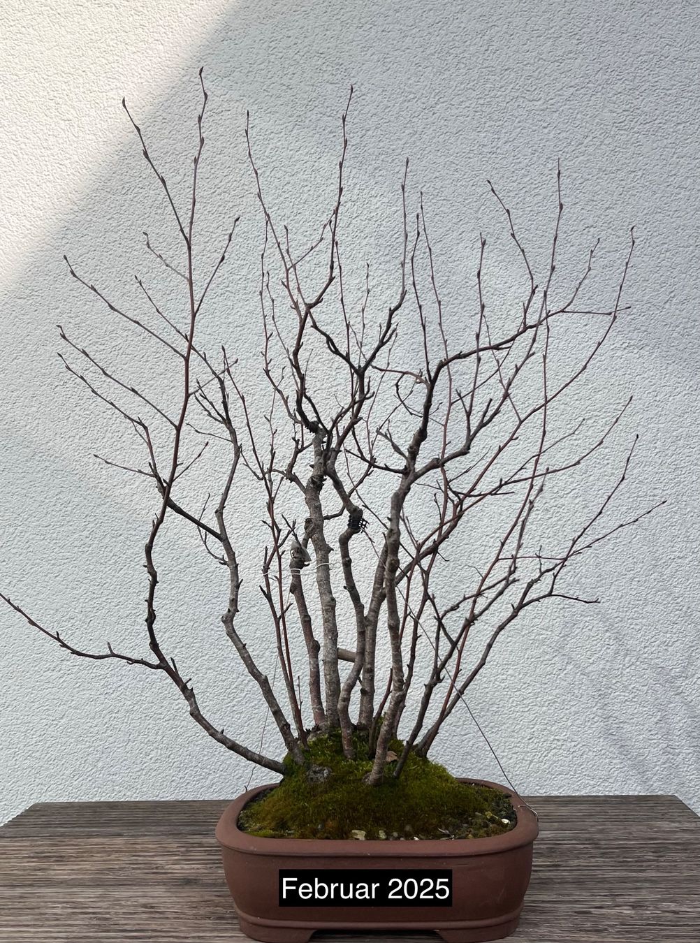 Birkenwldchen, Betula pendula (Gebraucht) in Glarus fr CHF 120  nur  Abholung auf Ricardo kaufen