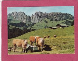 Jaunpass Wandfluh Sattelspitzen Gastlosen Kühe