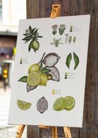 A3 Frucht Druck Art Print von Handgemalte Botanische Zitrone