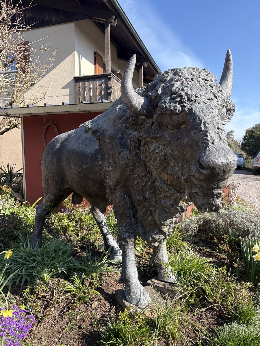 Sculture & Statue: Bronzeskulptur Bison lebensgross – Usato da Herznach venduto da kai_p5bm