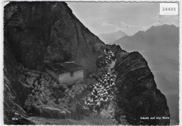 Schafe auf Alp Mora