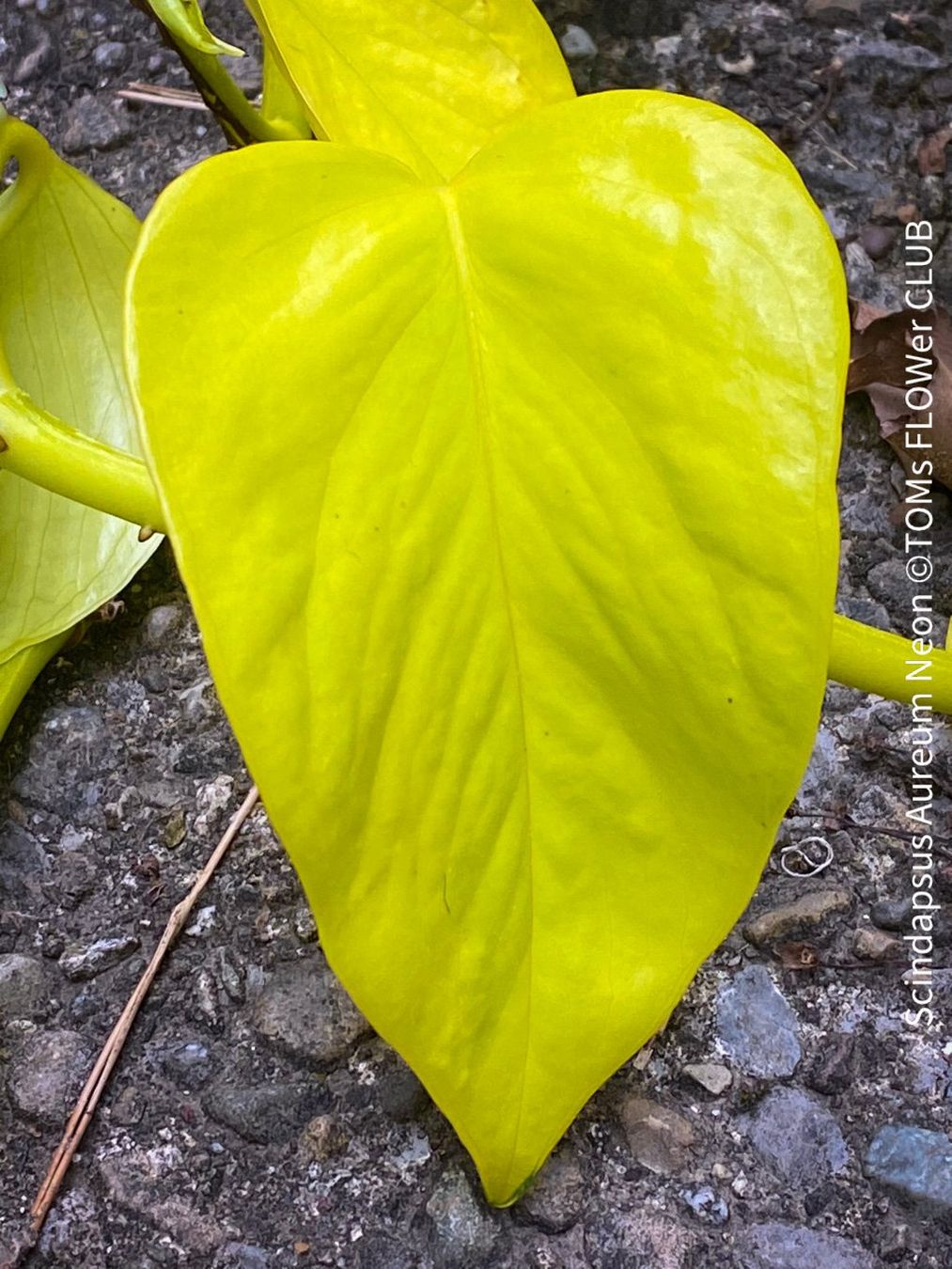 Piante & sementi: Scindapsus Aureum Neon - leuchtend gelb - stark & robust – Nuovo e nell'imballaggio originale da Adliswil venduto da astom369 4
