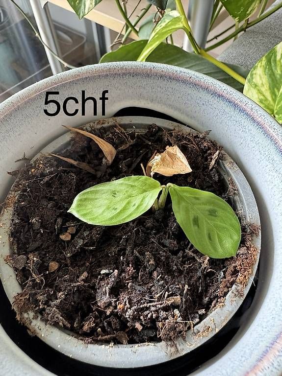Piante & sementi: Plantes d'appartement  – Usato da Chavannes-Renens venduto da gue_cxz6 1
