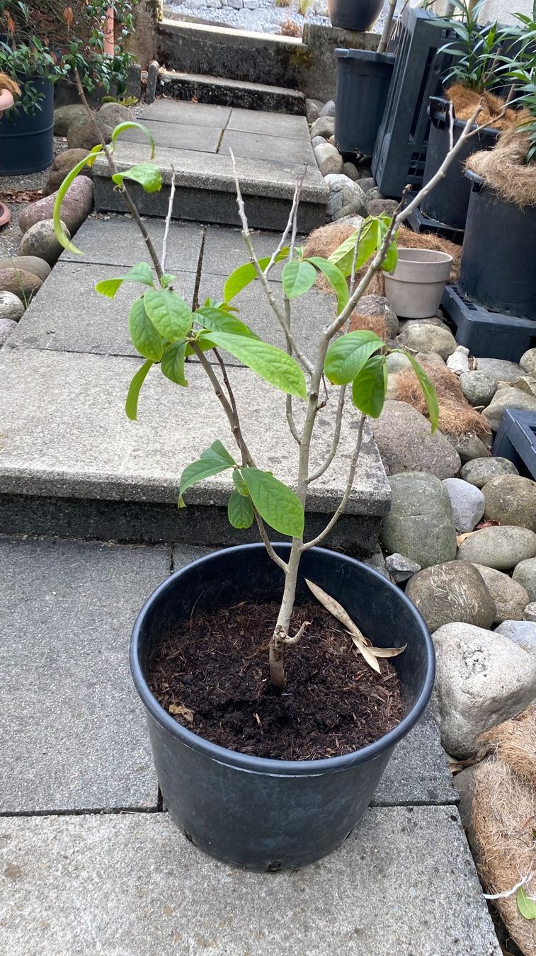 Pflanzen & Samen: Mango Baum  Indianerbanane Indianer Banane  Blumentopf – Gebraucht aus Dottikon von 6571 1