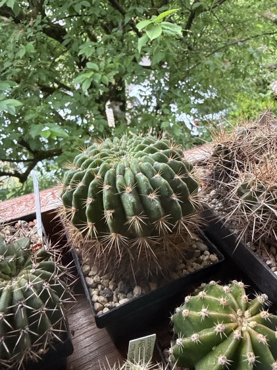 Piante & sementi: Echinopsis kermesina – Usato da Rorbas venduto da SimS0n 2