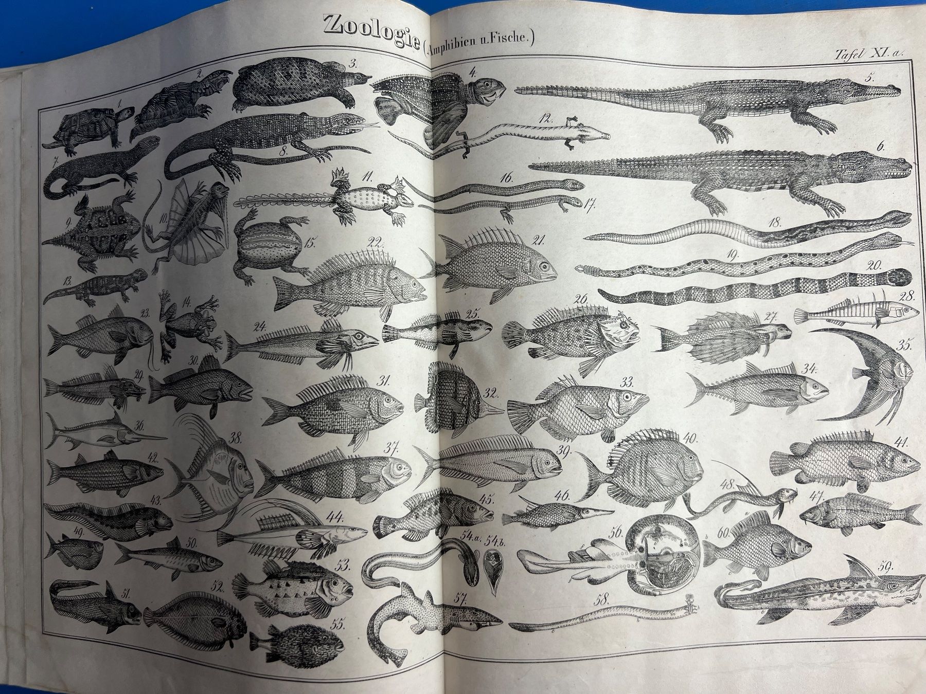 Bücher: Bilder zu Universal-Lexikon 1848 – Gebraucht aus Unterengstringen von Gustav03 8
