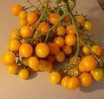 TOMATE MILLE FLEURS ! IMPRESSIONNANT 15g