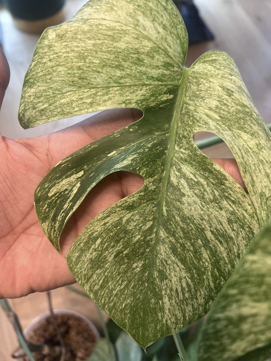 Pflanzen & Samen: Monstera Jungle mint – Gebraucht aus Meilen von THE_SWISS_PLANTS 1