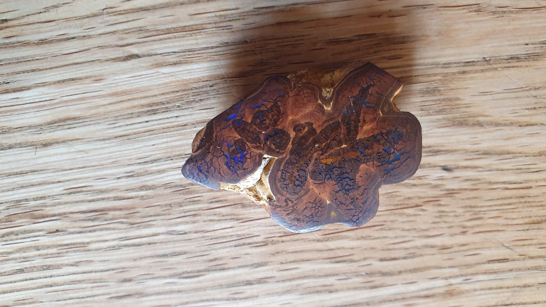 Pietre preziose: Boulder Opal – Usato da Flawil venduto da Naphtali 2