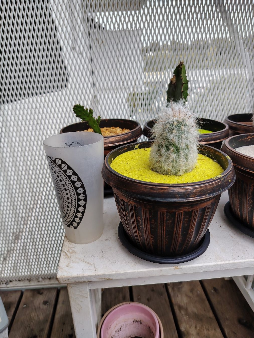 Pflanzen & Samen: cactus différents  – Neu (gemäss Beschreibung) aus Carouge GE von bbi_nkd9 3