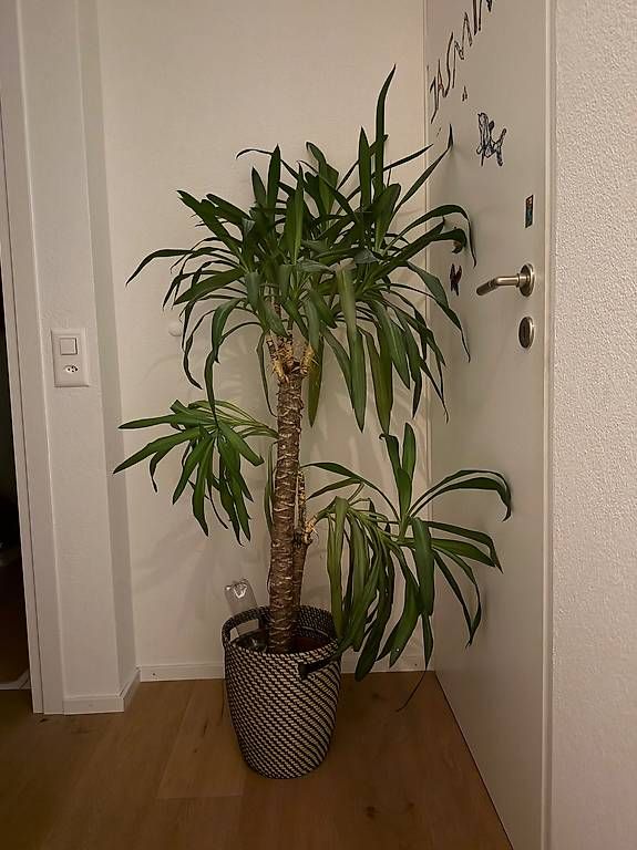 Plantes & graines: Yucca-Palme – D'occasion à Steinach par Susansung 1