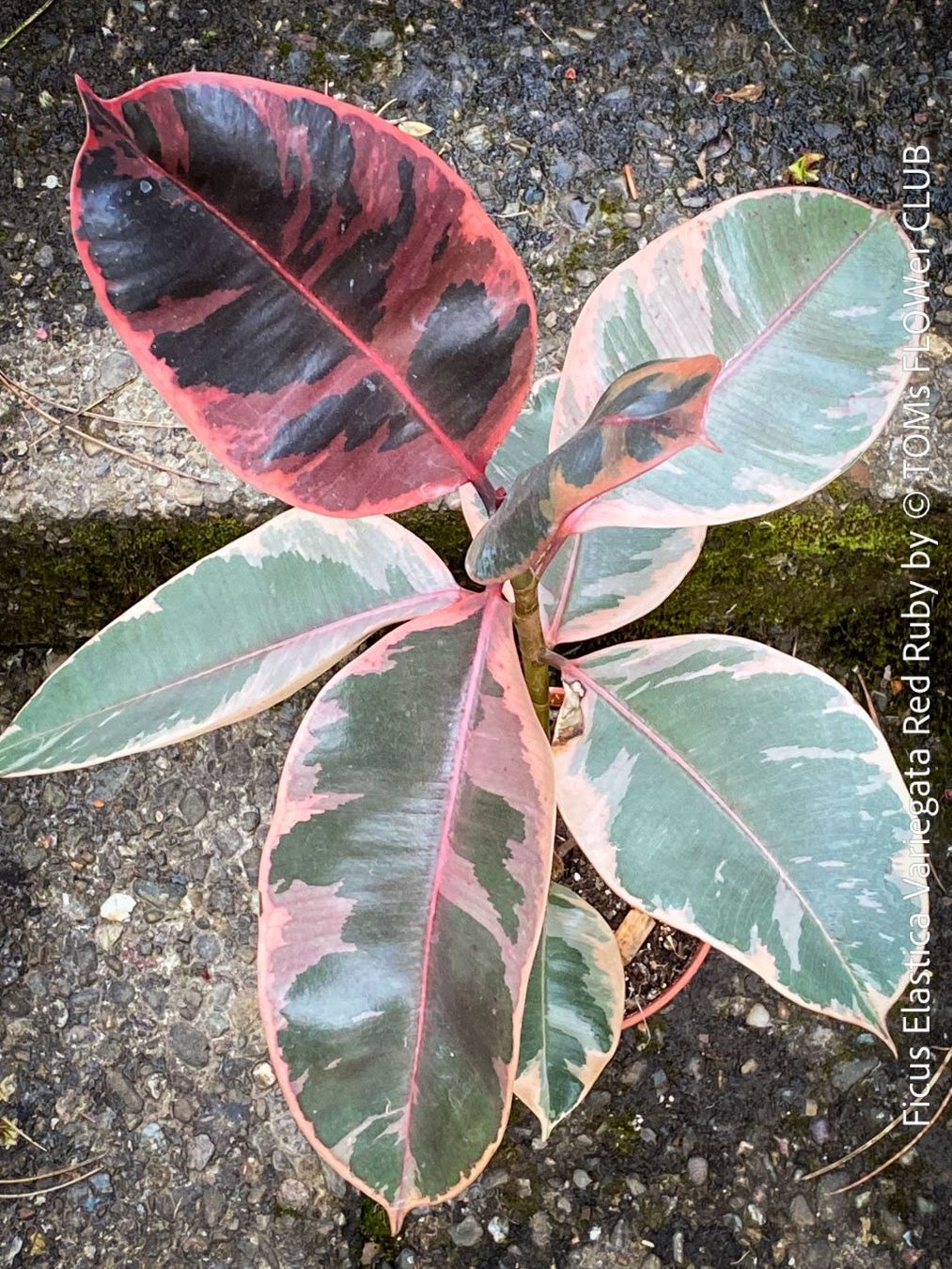 Piante & sementi: Ficus Elastica Variegata Red Ruby - ein eleganter Blickfang – Nuovo e nell'imballaggio originale da Adliswil venduto da asTOMas963 2
