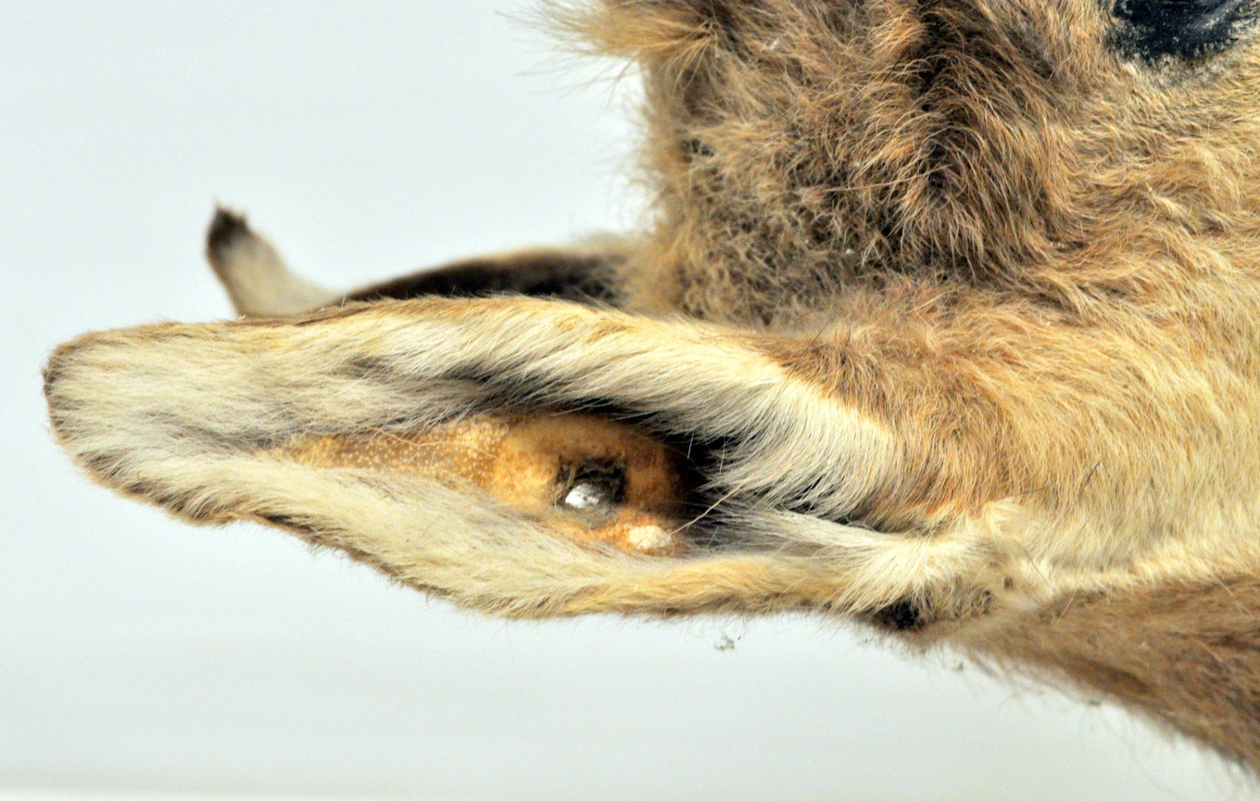 Il mondo degli animali: Tête de chamois naturalisée – Usato da Neuchâtel venduto da Neuchatel 8