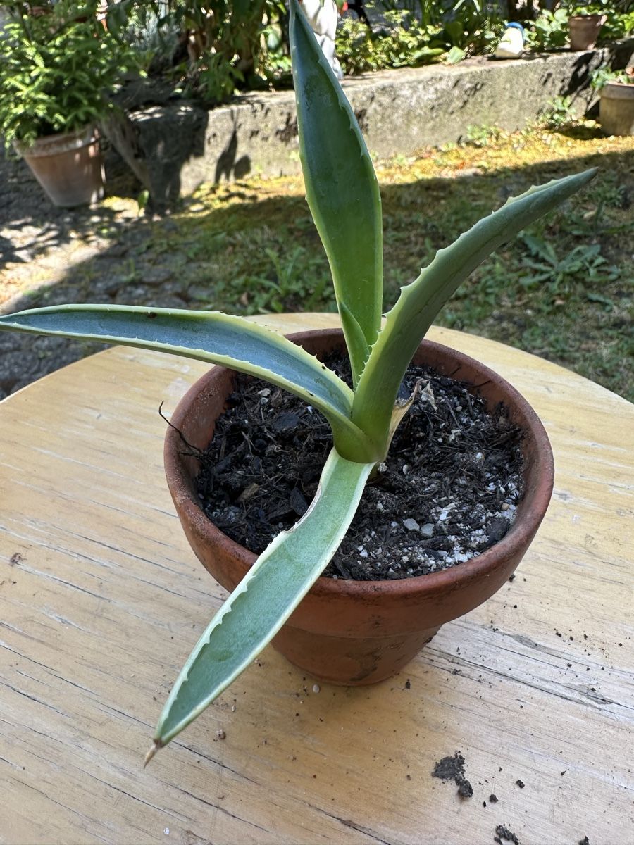 Piante & sementi: Agave 8 cm – Usato da Ottikon venduto da lo99 1