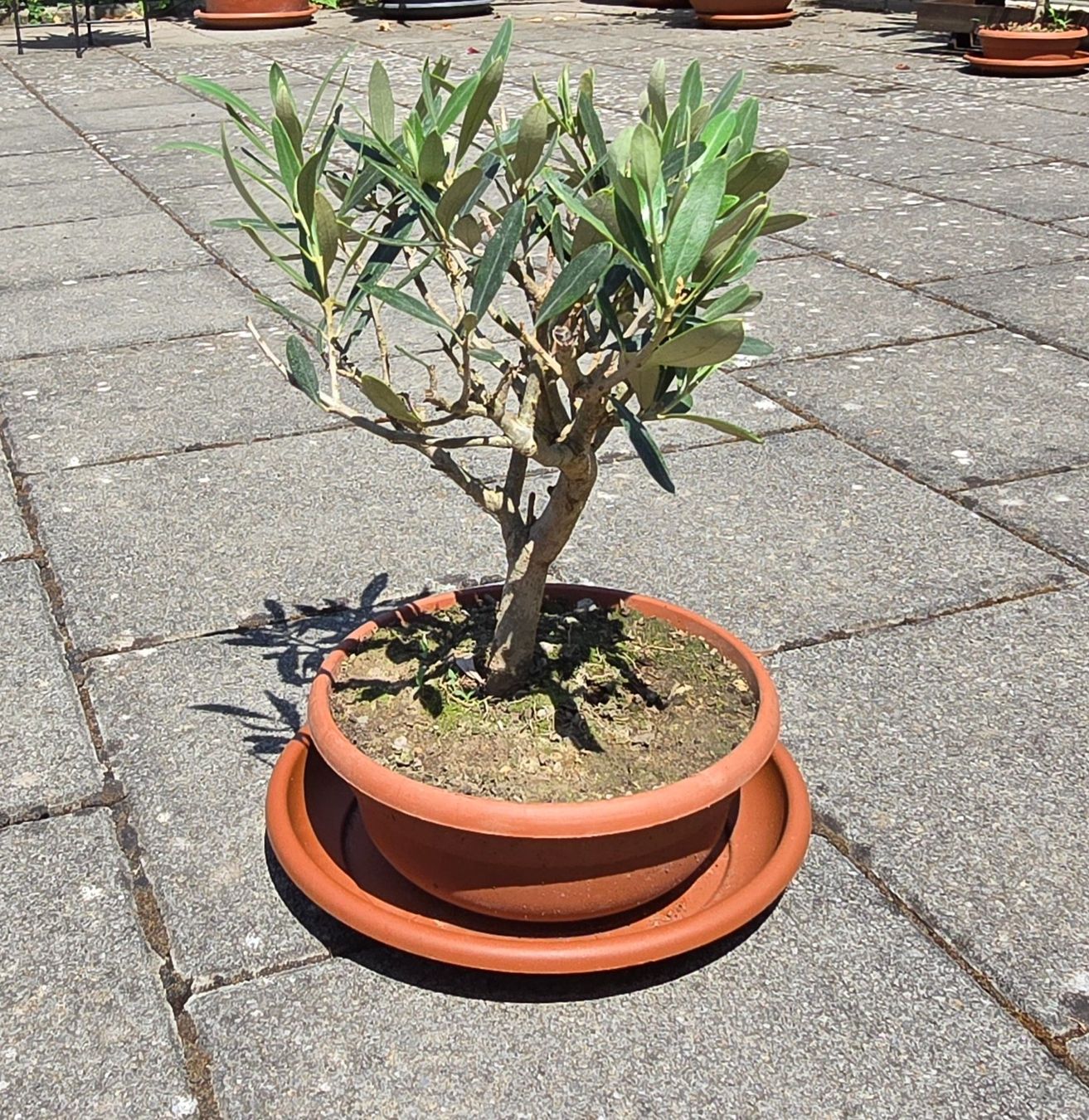 Piante & sementi: Herziges mini Olivenbäumchen Bonsai Art – Usato da Aarburg venduto da popkorn65 1