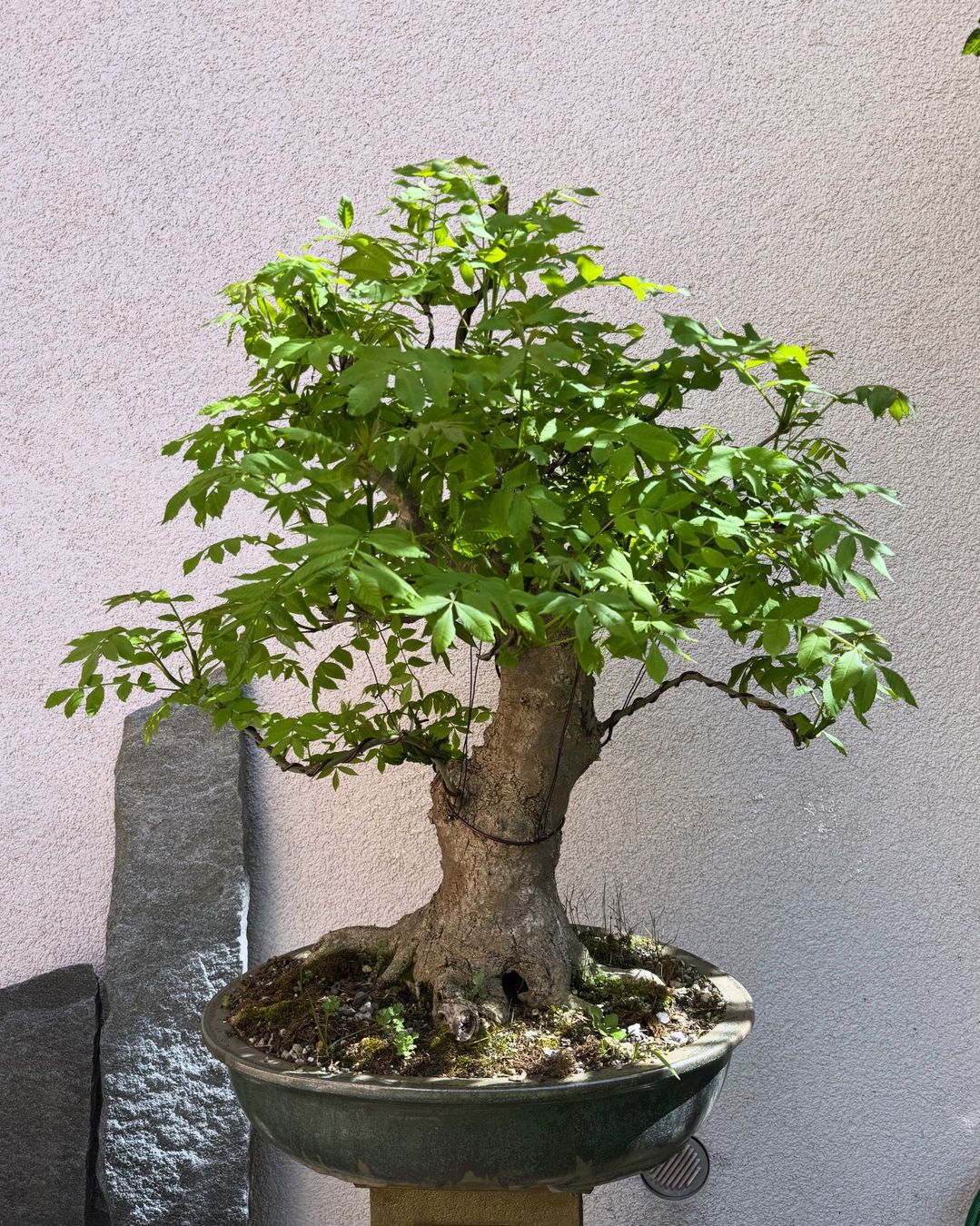 Piante & sementi: Eschen Bonsai Gross – Usato da Rümlang venduto da Gruseh.ch 1