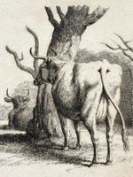 💚ANTIKE RADIERUNG Samuel Howitt (ca. 1756 – 1822) 💚Cattle